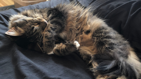So. Much. Fur.